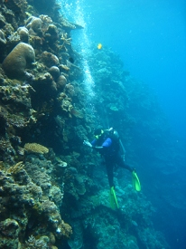 Diving in Fiji